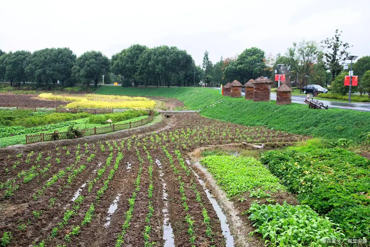 2025年农村热门生意大盘点！这15个创业项目你值得拥有？