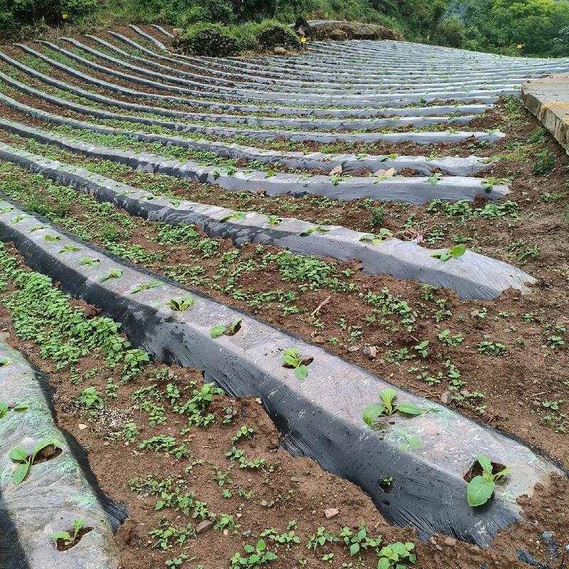 农村种地收益差？这三种适合农村干的副业你知道吗？