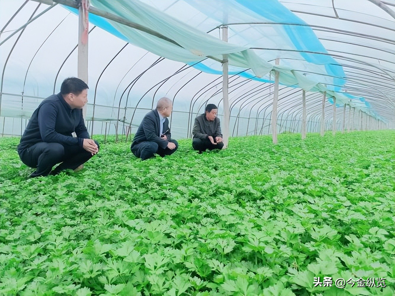 农民种地愁销路怕天灾？银行+保险+期货模式帮大忙(图5)