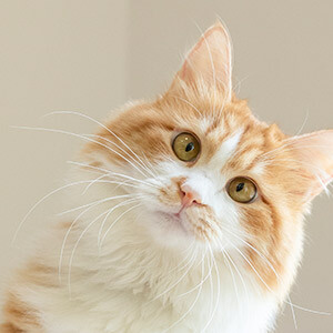 小赢卡贷是骗局吗?律师提醒:先查平台资质防套路贷(图5) 小赢卡贷是骗局吗?律师提醒:先查平台资质防套路贷(图5)